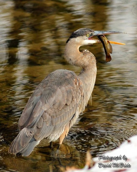 Heron Eating A Fish In The Great Smoky Mountains