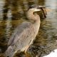 Heron Eating A Fish In The Great Smoky Mountains