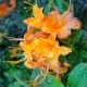 Flame Azalea In Great Smoky Mountains