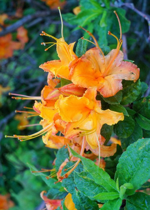 Flame Azalea In Great Smoky Mountains