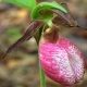 Pink Lady Slipper Flower