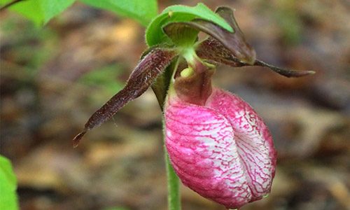 Pink Lady Slipper Flower