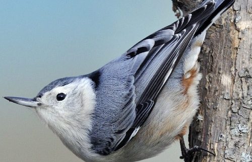 White Breasted Nuthatch