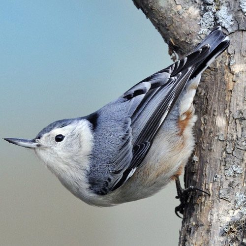 White Breasted Nuthatch