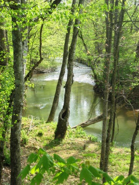 Creek In The Great Smoky Mountains