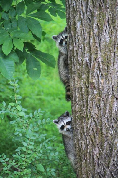 raccoons-on-a-tree