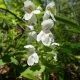 White Close Up View of Flowers Over Green Foliage