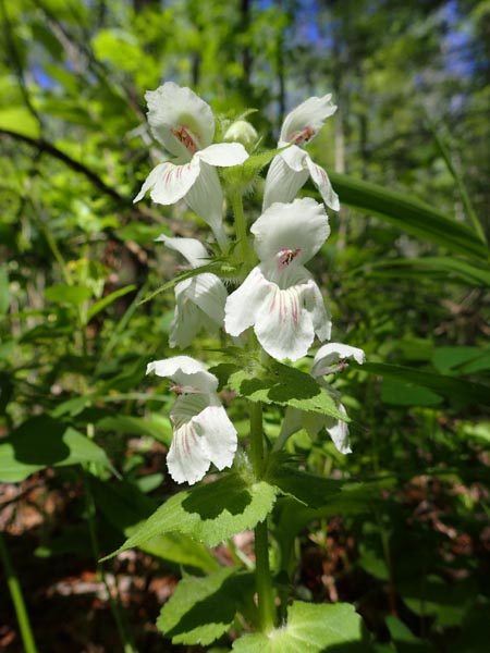 White Close Up View of Flowers Over Green Foliage