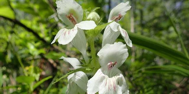 Wildflowers in Tennessee