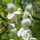 Wildflowers in Tennessee