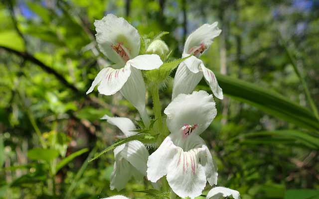 Wildflowers in Tennessee