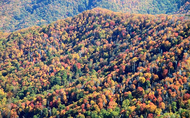 Fall Leaves In the Great Smoky Mountains