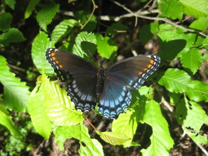 Butterfly On A Leaf