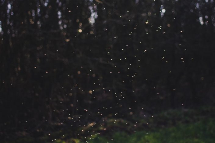 Fireflies Near Gatlinburg TN