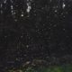 Fireflies Near Gatlinburg TN