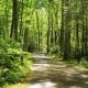 Paved Path Through Woods