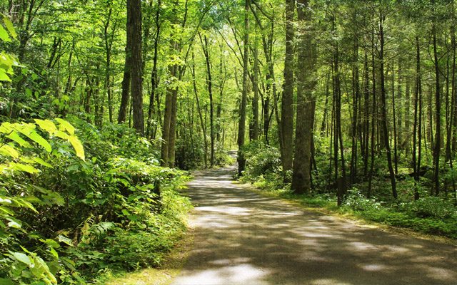Paved Path Through Woods